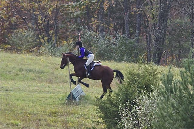 Darby O'Day, Connemara Pony gelding